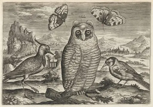 Lapwing, Long Eared Owl, and Goldfinch, by Adriaen Collaert