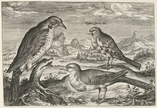 Lark and Two Smaller Birds, by Adriaen Collaert