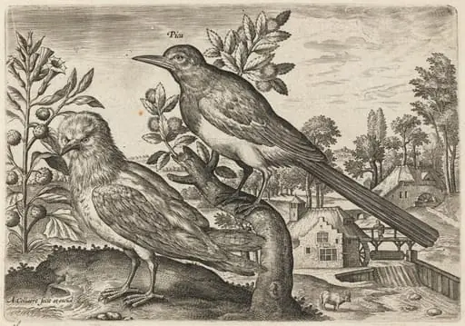 Magpie and Another Bird, by Adriaen Collaert