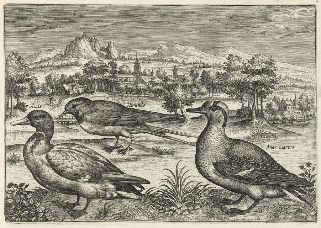 Mallard, Duck, and Swallow, by Adriaen Collaert, ink, 1600