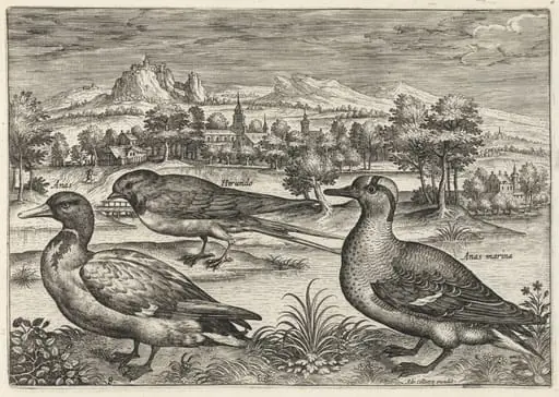 Mallard, Duck, and Swallow, by Adriaen Collaert