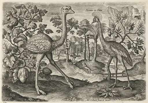 Ostrich and Crowned Crane, by Adriaen Collaert