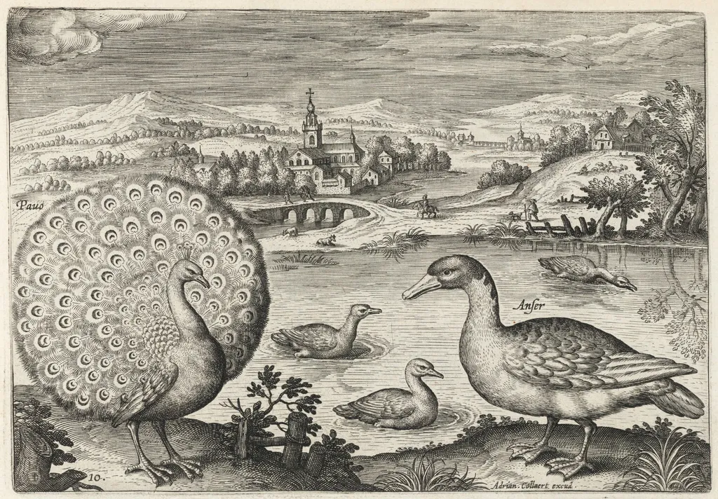 Peacock and Goose, by Adriaen Collaert, ink, 1600
