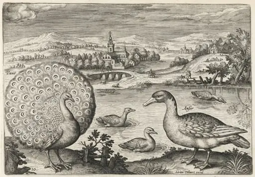 Peacock and Goose, by Adriaen Collaert