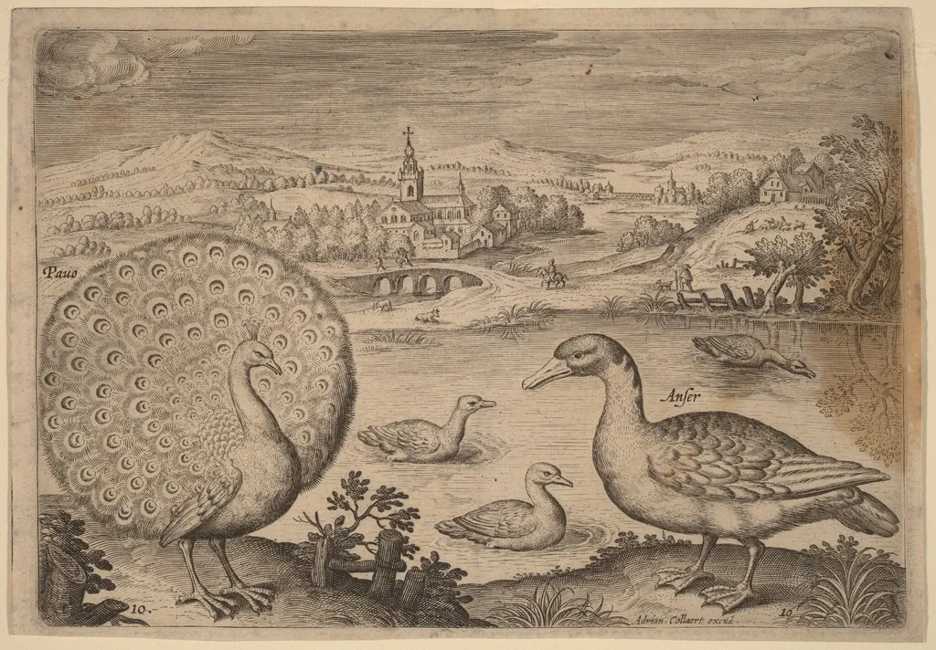 Peacock and Goose, by Adriaen Collaert, ink, 1600