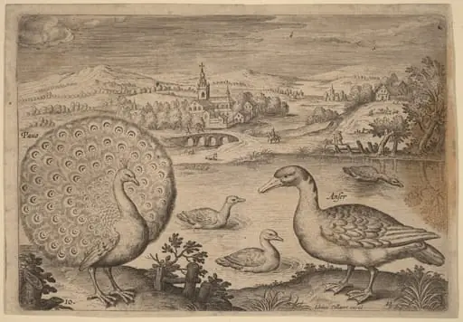 Peacock and Goose, by Adriaen Collaert