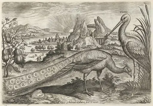 Peacock and Stork, by Adriaen Collaert