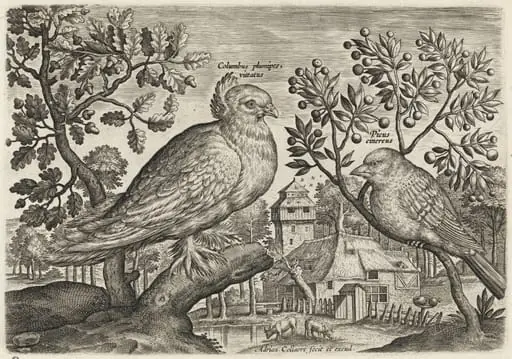 Pigeon and Finch, by Adriaen Collaert