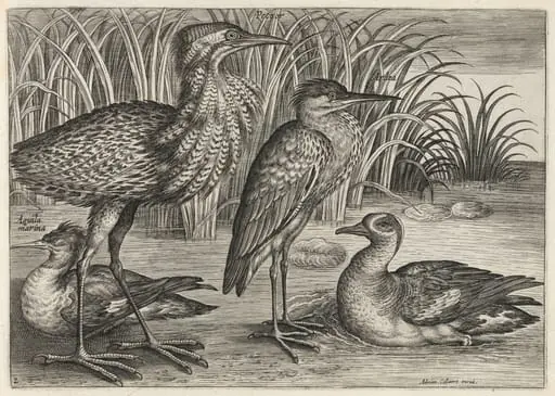 Sawbill, Bittern, Heron and Teal, by Adriaen Collaert