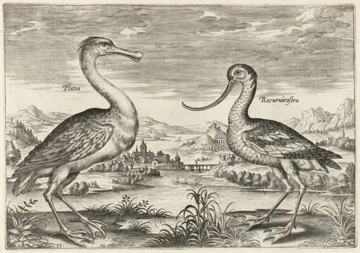 Spoonbill and Avocet, by Adriaen Collaert