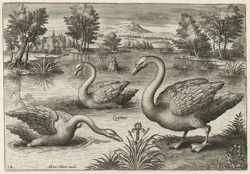 Three Whooper Swans, by Adriaen Collaert