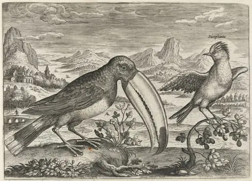 Toucan and Another Tropical Bird, by Adriaen Collaert