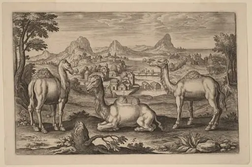Two Dromedaries and a Camel, by Adriaen Collaert