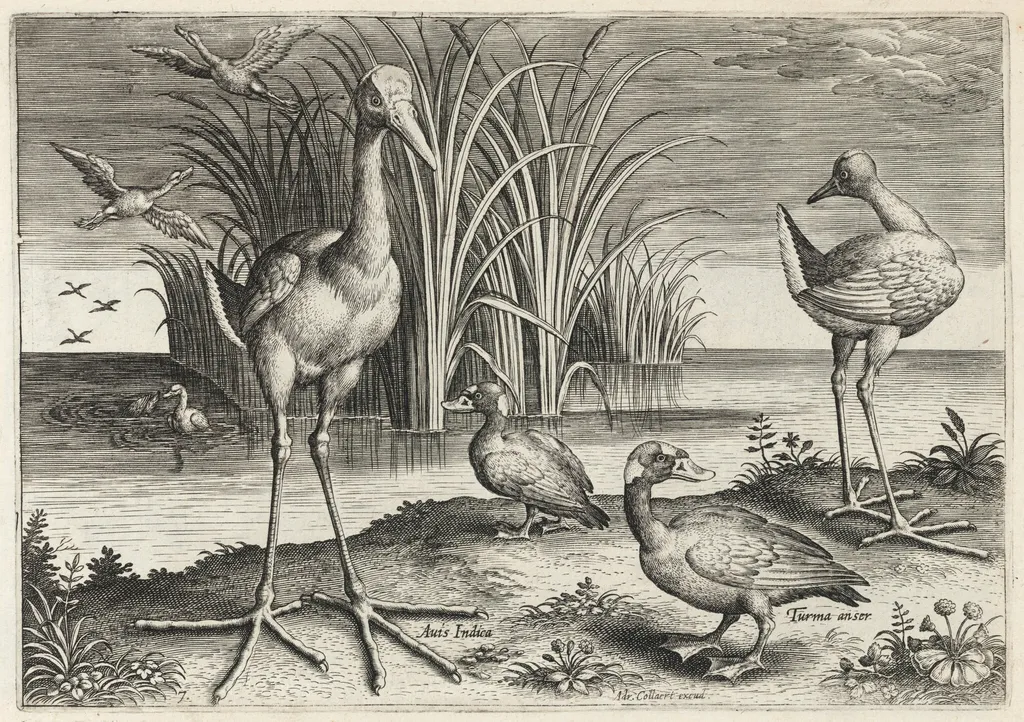 Two Giant Snipes and Two Surf Scoters, by Adriaen Collaert, ink, 1600