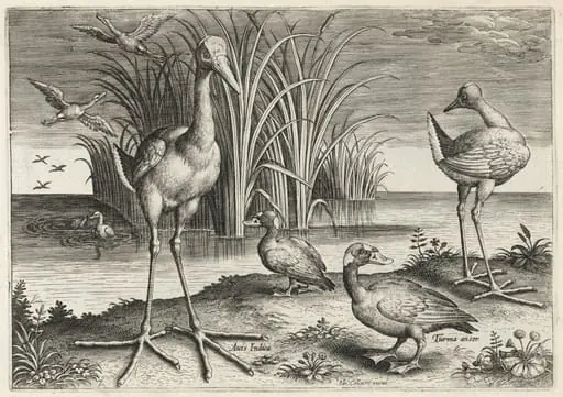 Two Giant Snipes and Two Surf Scoters, by Adriaen Collaert