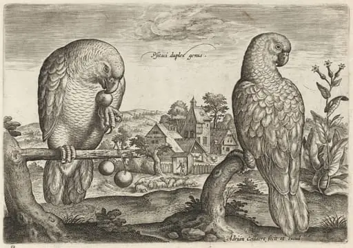 Two Grey Red-Tailed Parrots, by Adriaen Collaert