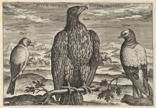 Wagtail, Eagle, and Turtledove, by Adriaen Collaert