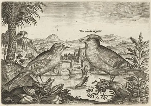 Waxwing and Another Bird, by Adriaen Collaert