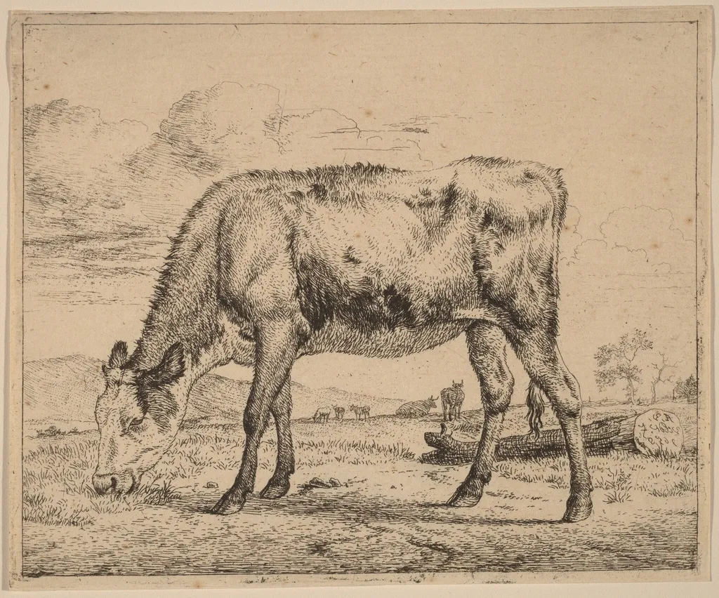 Grazing Calf, by Adriaen van de Velde, ink, 1658