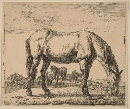 Grazing Horse, by Adriaen van de Velde