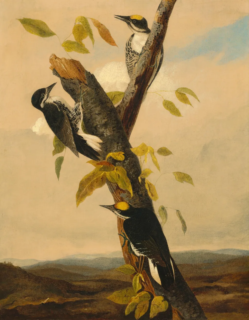 Black-Backed Three-Toed Woodpecker, by Joseph Bartholomew Kidd, oil, 1832
