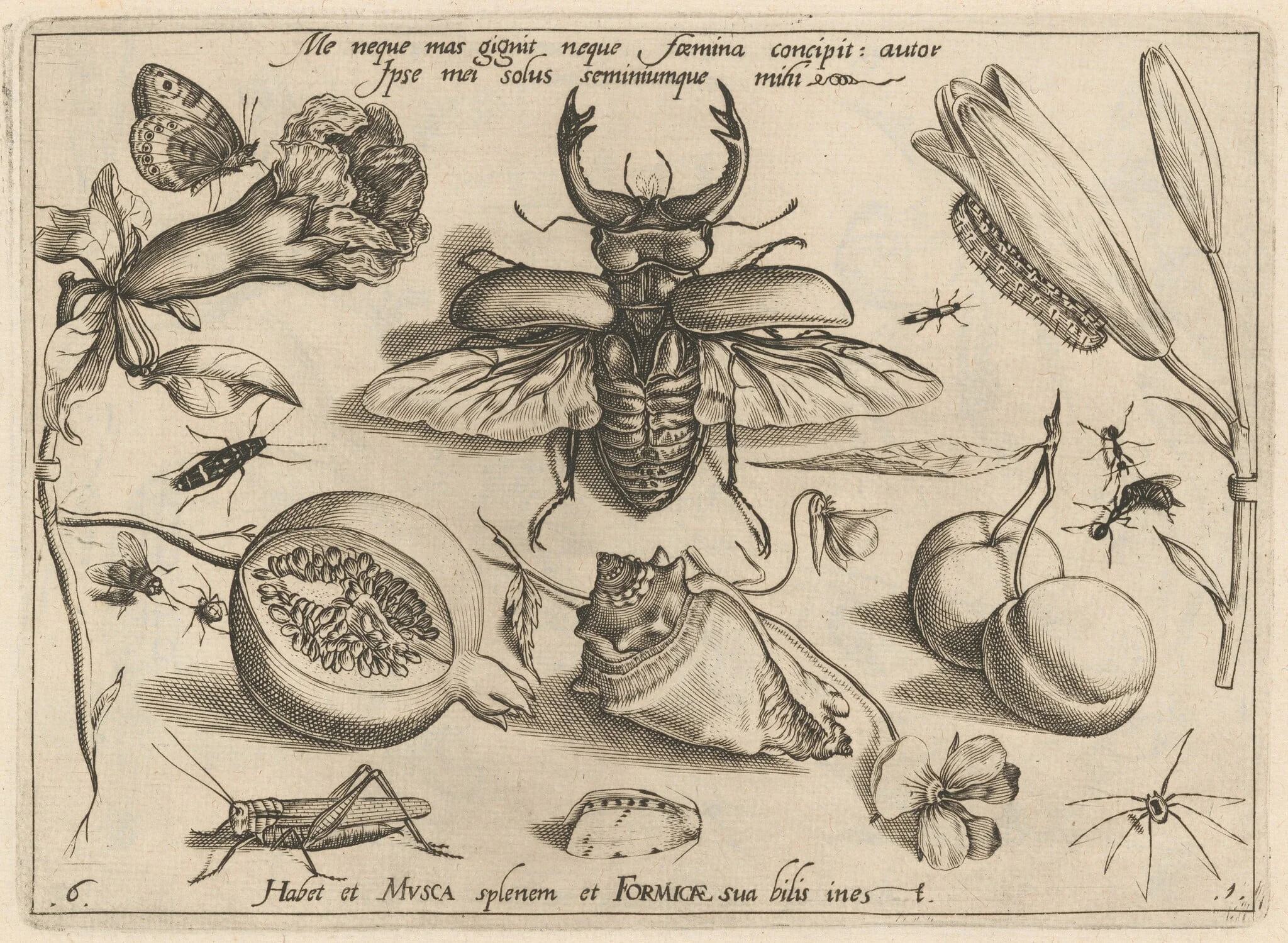Archetypa studiaque patris Georgii Hoefnagelii [Part 1, Plate 6], detail