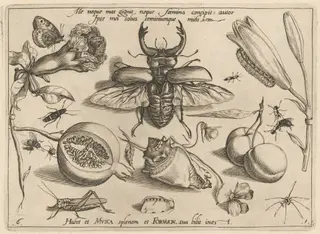 Archetypa studiaque patris Georgii Hoefnagelii [Part 1, Plate 6], by Jacob Hoefnagel, ink, 1592