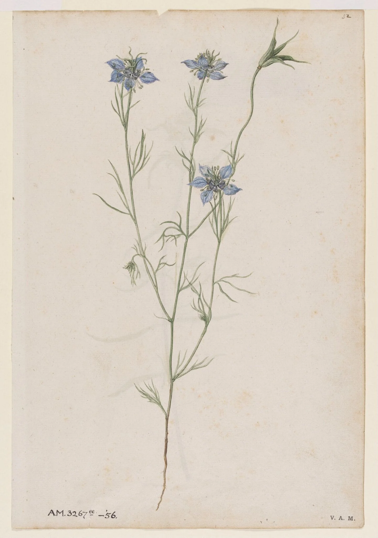 Love-in-a-mist; Field cow-wheat, detail