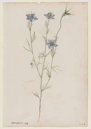 Love-in-a-mist; Field cow-wheat, by Jacques Le Moyne de Morgues, watercolor, 1568