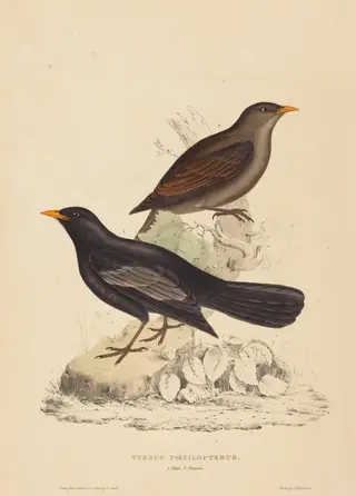Turdus Poecilopterus (Aztec Thrush), by Elizabeth Gould, ink, 1822