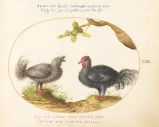 Plate 13: Two Curly Gray Chickens (Silkie Chickens?), by Joris Hoefnagel, gouache, 1594
