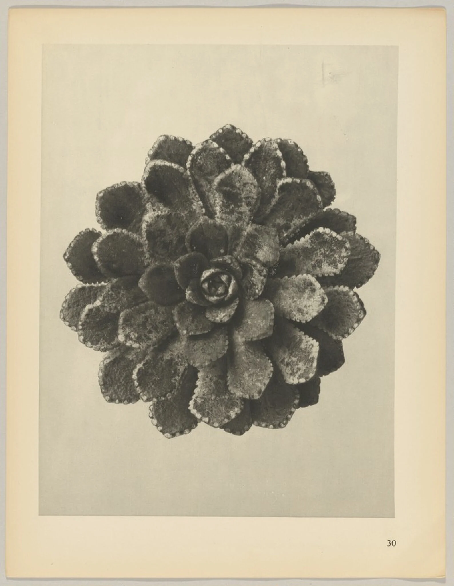 Saxifraga aizoon, detail