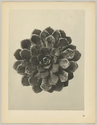 Saxifraga aizoon, by Karl Blossfeldt, 1928