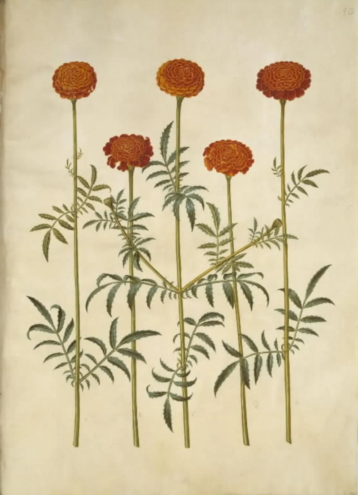 Tagetes patula (udspærret fløjlsblomst), detail