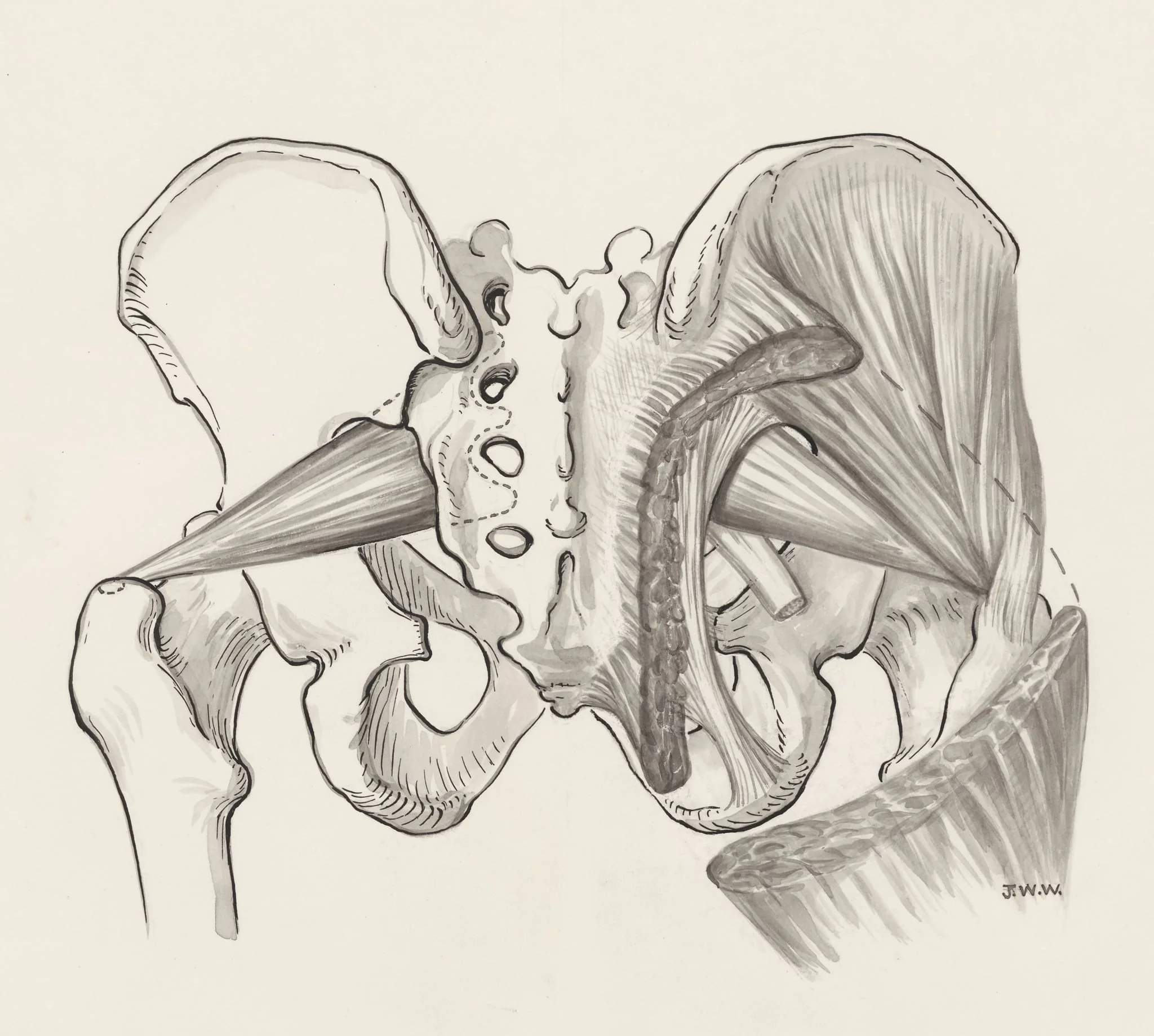 Muscular tissue of the pelvis, detail