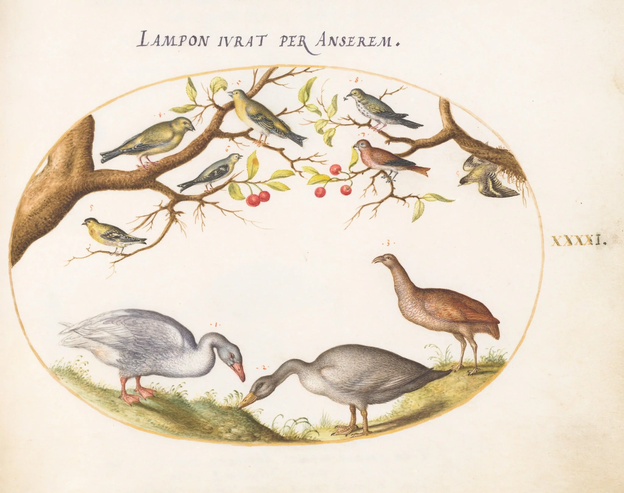 Plate 41: Two Gray Geese with Songbirds in a Cherry Tree, detail