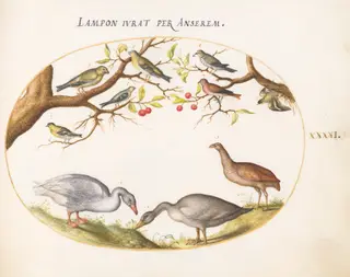 Plate 41: Two Gray Geese with Songbirds in a Cherry Tree, by Joris Hoefnagel, gouache, 1594