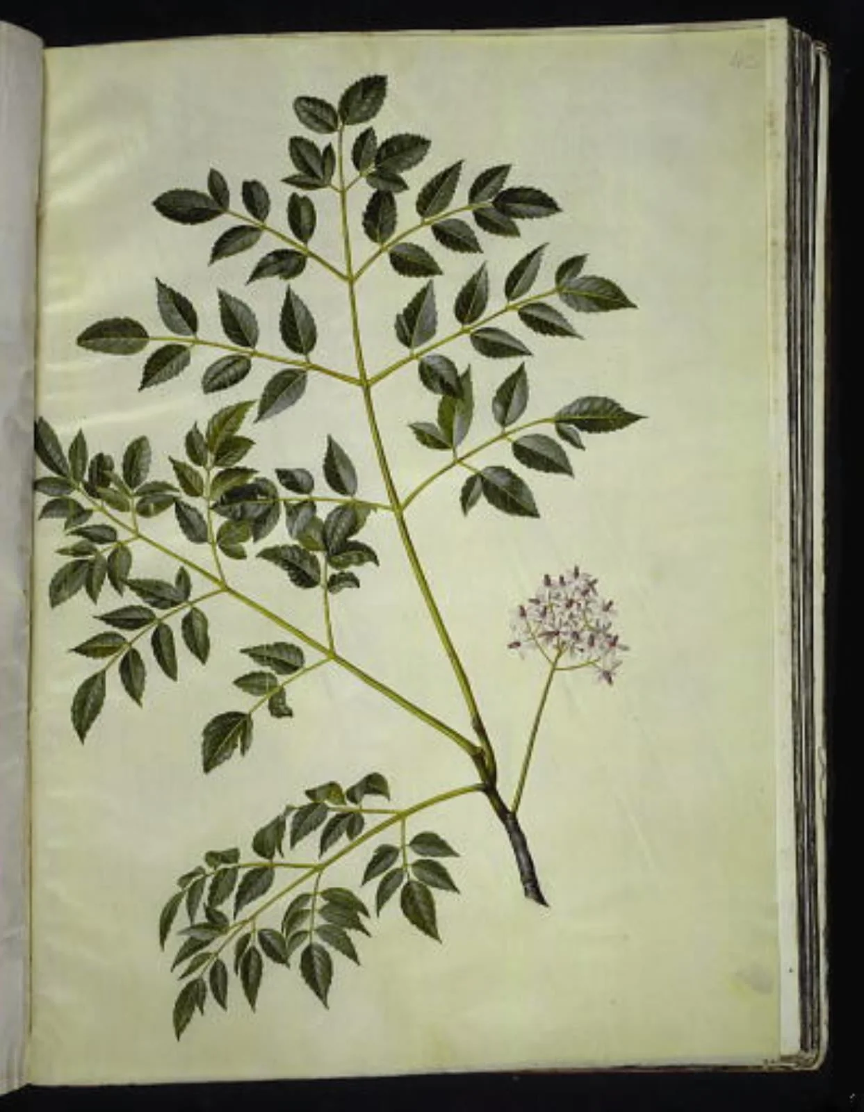 Melia azedarach (paternostertræ), detail