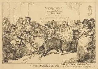 The Wonderful Pig, by Thomas Rowlandson, ink, 1785