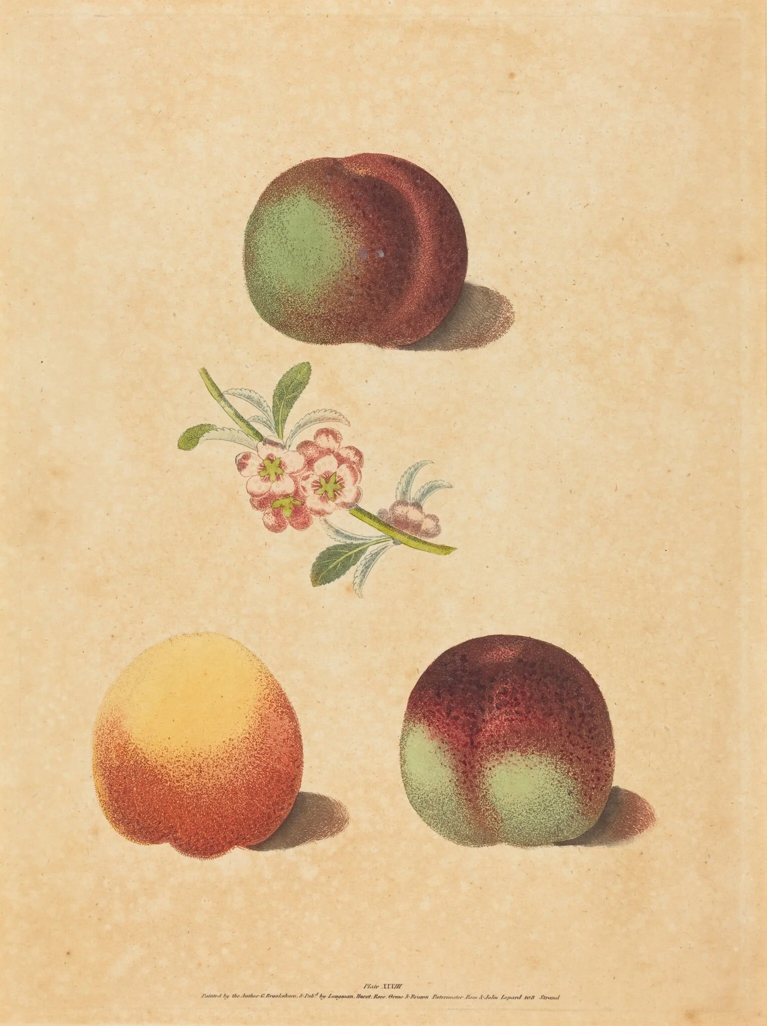 Three Peaches, detail