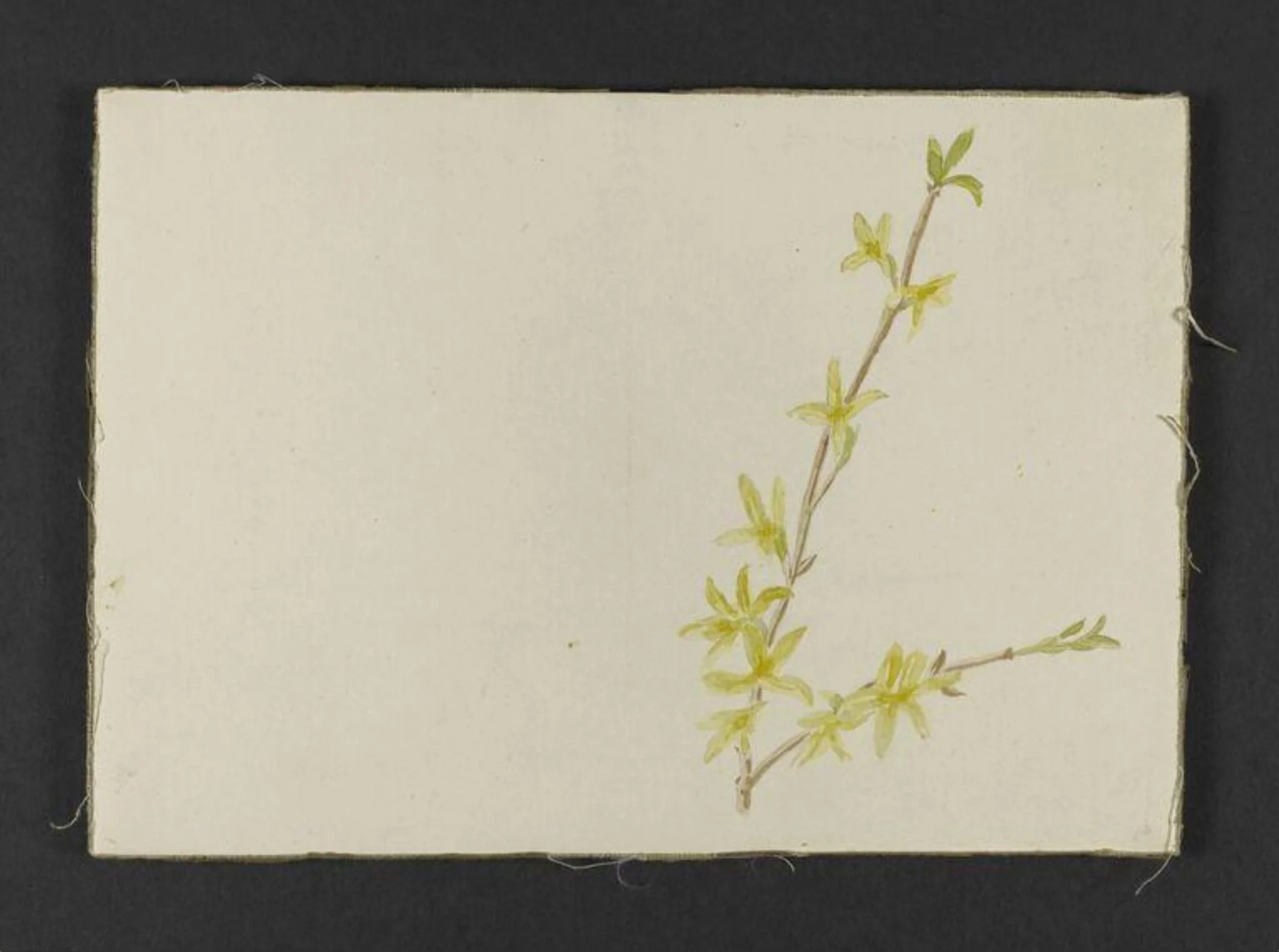 Spray of yellow forsythia, detail
