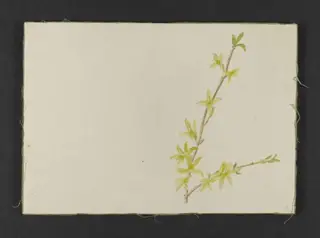 Spray of yellow forsythia, by Beatrix Potter, watercolor, 1880