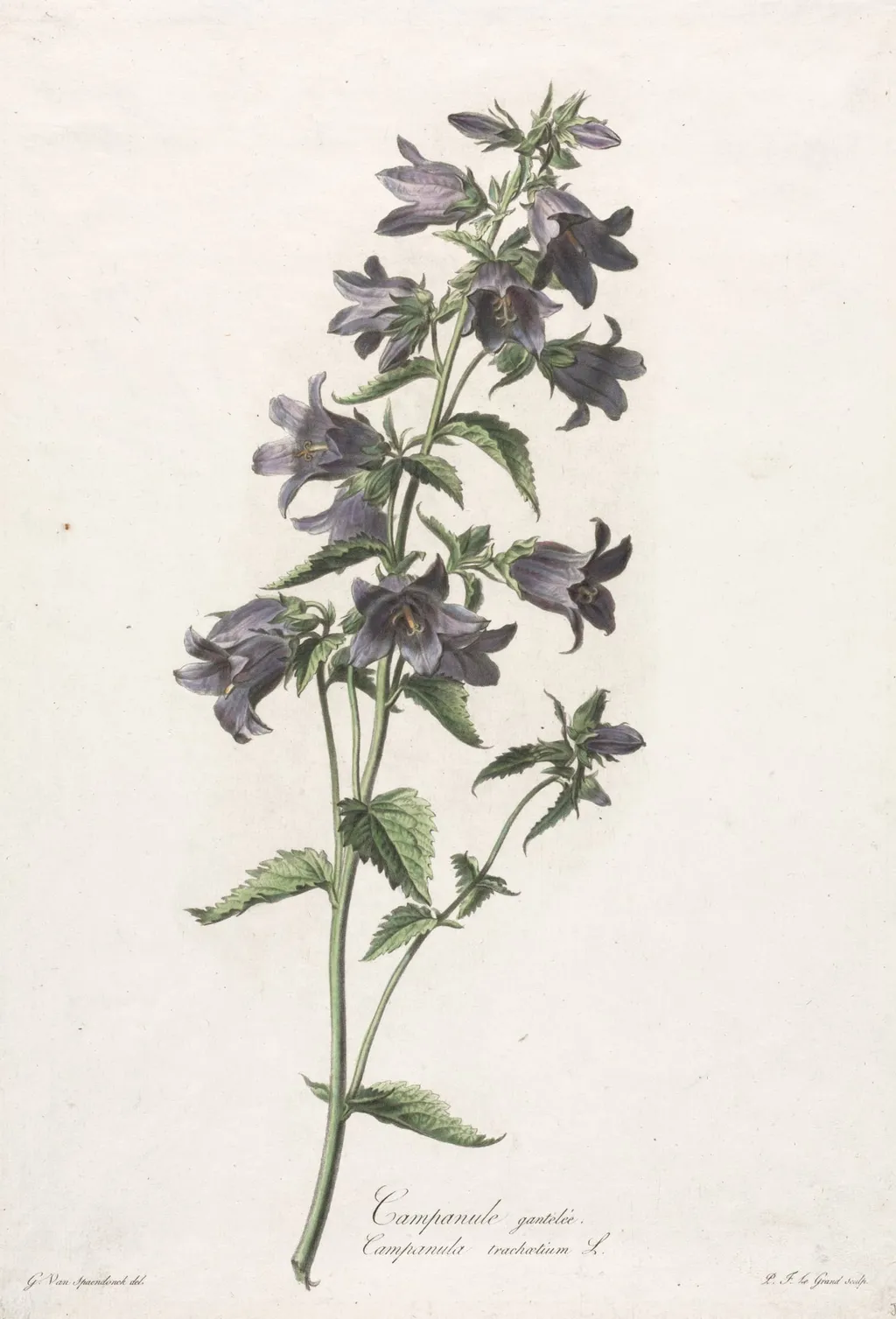 Fleurs dessinées d'après nature:  Campanule gantelée, by Gerard van Spaendonck, 1800