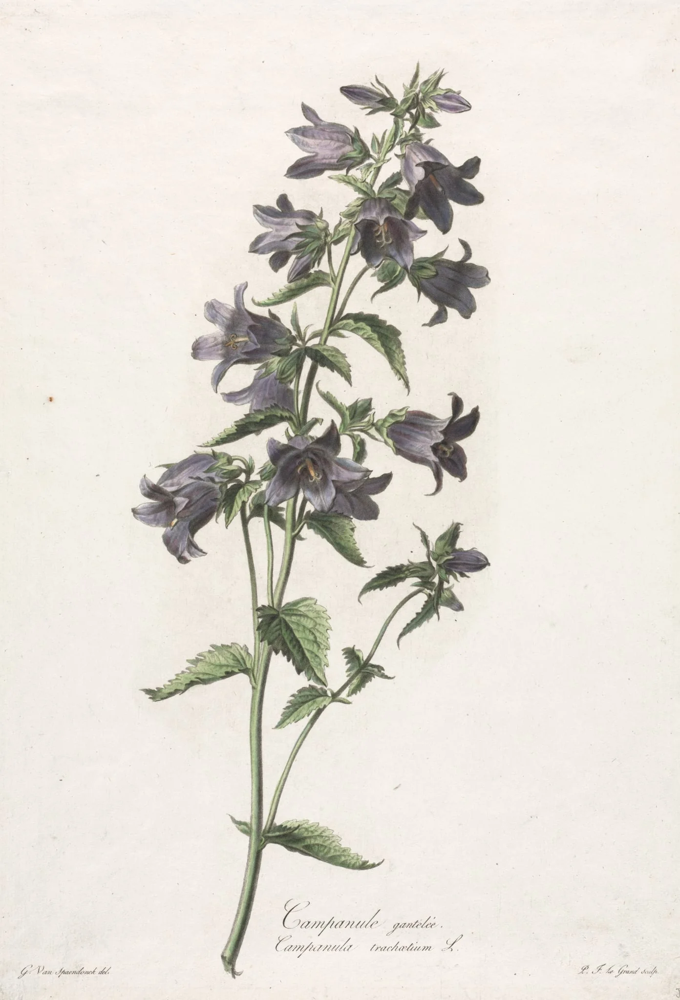 Fleurs dessinées d'après nature: Campanule gantelée, detail