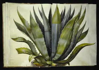 Agave americana (almindelig agave), 1654