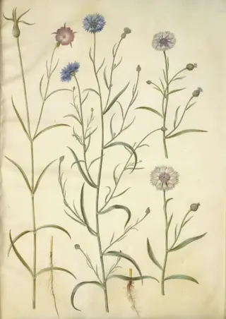 Agrostemma githago (almindelig klinte); Centaurea cyanus (kornblomst)