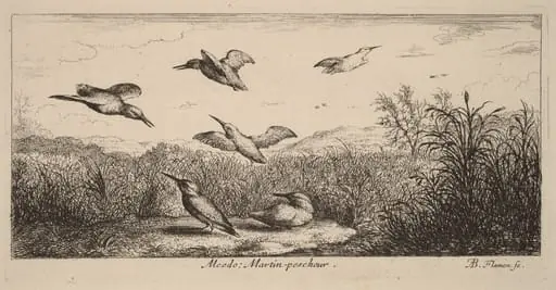Alcedo, The Kingfisher, by Albert Flamen
