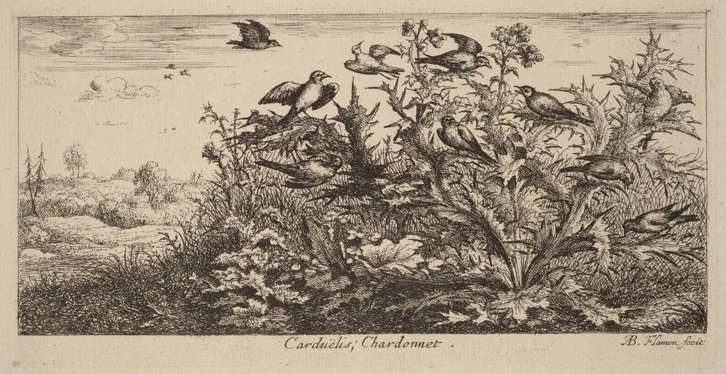 Carduelis, The Goldfinch, by Albert Flamen, ink, 1644