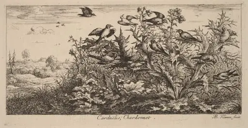 Carduelis, The Goldfinch, by Albert Flamen