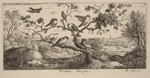 Ficedula, The Bullfinch, by Albert Flamen
